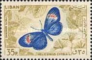 Red Postman (Heliconius erato ssp. cyrbia)