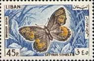 Grayling Butterfly (Satyrus semele)
