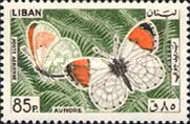 Orange Tip (Anthocharis cardamines)