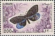 Indian Blue Moth (Erasmia sanguiflua)