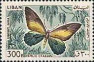 Crassus Swallowtail (Papilio crassus)