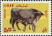 Cow and Calf (Bos primigenius taurus)