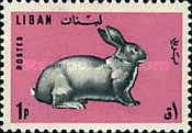 Domestic Rabbit (Oryctolagus cuniculus domesticus)
