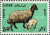 Sheep with Lamb (Ovis ammon aries)