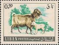 Goat (Capra aegagrus hircus)