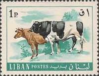 Cattle (Bos primigenius taurus)