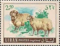 Domestic Sheep (Ovis ammon aries)