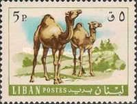 Dromedary (Camelus dromedarius)