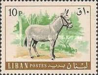 Donkey (Equus asinus asinus)