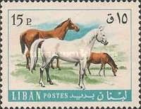 Horses (Equus ferus caballus)
