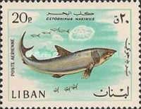 Basking Shark (Cetorhinus maximus)
