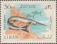 Garfish (Belone belone)