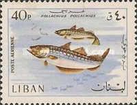 European Pollock (Pollachius pollachius)