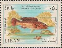 Cuckoo Wrasse (Labrus ossifagus)