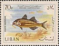 Striped Red Mullet (Mullus surmuletus)