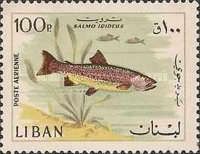 Rainbow Trout (Oncorhynchus mykiss)