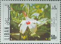 Hibiscus