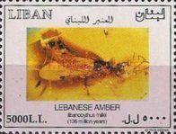 Libanobythus milkii in amber