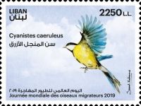 Eurasian Blue Tit (Cyanistes caeruleus)