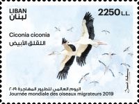 White Stork (Ciconia ciconia)