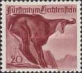 Chamois (Rupicapra rupicapra)
