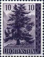 Pine