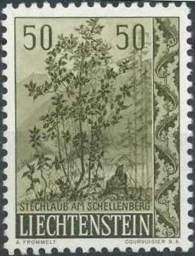 Holly at Schellenberg