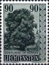 Linden tree in Schaan