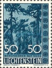 Scots fir