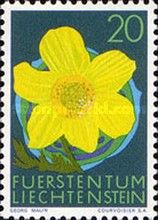 Alpine Pasqueflower (Pulsatilla alpina)