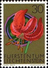 Martagon Lily (Lilium martagon)