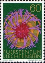 Centaurea scabiosa