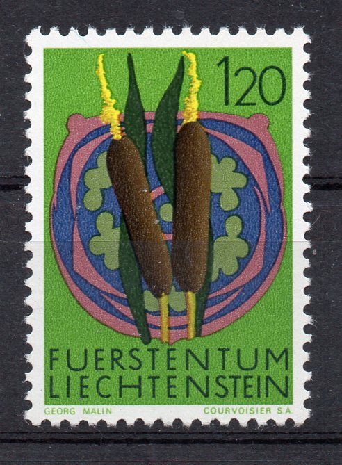 Broadleaf Cattail (Typha latifolia)