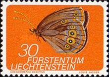False Ringlet (Coenonympha oedippus)