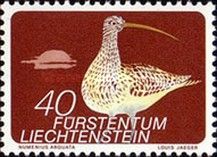 Eurasian Curlew (Numenius aquata)