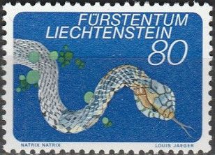 European Grass Snake (Natrix natrix)