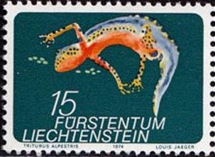 Alpine Newt (Triturus alpestris)