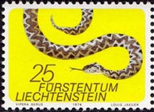 Adder (Vipera berus)