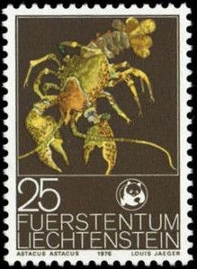 Noble Crayfish (Astacus astacus)