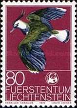 Northern Lapwing (Vanellus vanellus)