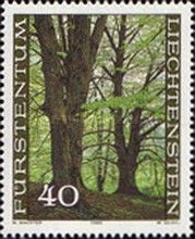 Green beeches, Matrula forest