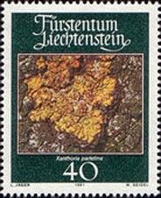Lichen (Xanthoria parietina)