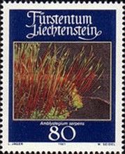 Creeping Feathermoss (Amblystegium serpens)