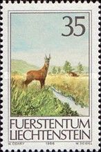 Western Roe Deer (Capreolus capreolus)
