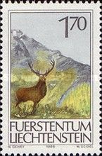 Red Deer (Cervus elaphus)