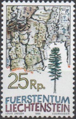 Silver fir