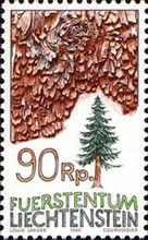 Spruce