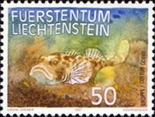 Bullhead (Cottus gobio) 
