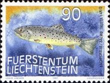 Brown Trout (Salmo trutta f. fario)