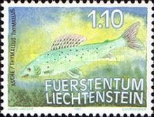 Grayling (Thymallus thymallus)